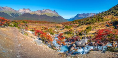 Büyülü Avustralya ormanlarının panoramik manzarası, ölü ağaçlar, buzullar ve Tierra del Fuego Ulusal Parkı 'ndaki yüksek dağlar, Patagonya, Arjantin, Altın Sonbahar