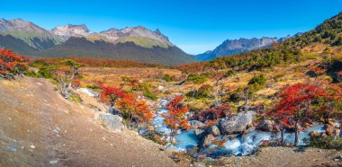 Panoramic view over magical austral forest, peatbogs dead trees, glacial streams and high mountains in Tierra del Fuego National Park, Patagonia, Argentina, golden Autumn clipart