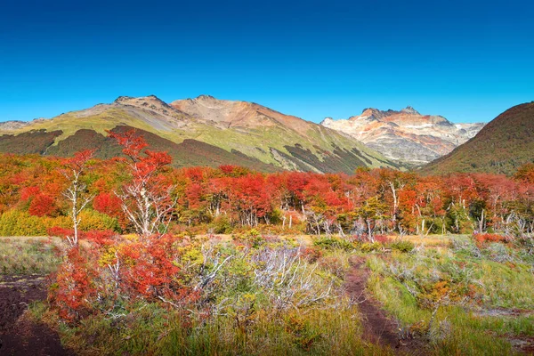 Blick Über Magischen Australwald Torfmoore Abgestorbene Bäume Gletscherbäche Und Hohe — Stockfoto