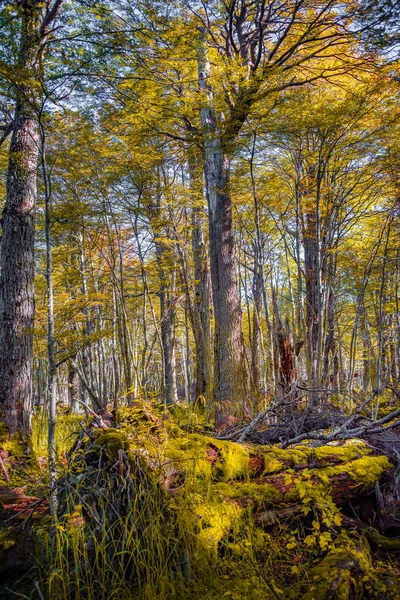 Διαδρομή Πεζοπορίας Μαγικά Αυστρικά Υποπολικά Δάση Magellanic Στην Tierra Del — Φωτογραφία Αρχείου