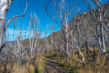 Torres del Paine Ulusal Parkı, Patagonya, Şili, Altın Sonbahar 'daki Avustralya ölü ormanları, lagünler, buzullar ve yüksek dağları olan büyülü renkli vadi.