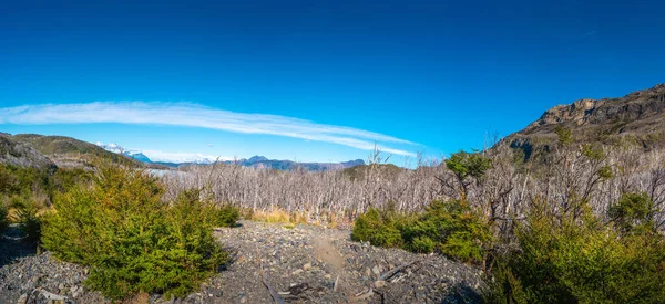 トーレス ペイン国立公園 パタゴニア 黄金の秋にオーストラリアの枯れ木 ラグーン 氷河ストリームと高い山と魔法のカラフルな谷 — ストック写真