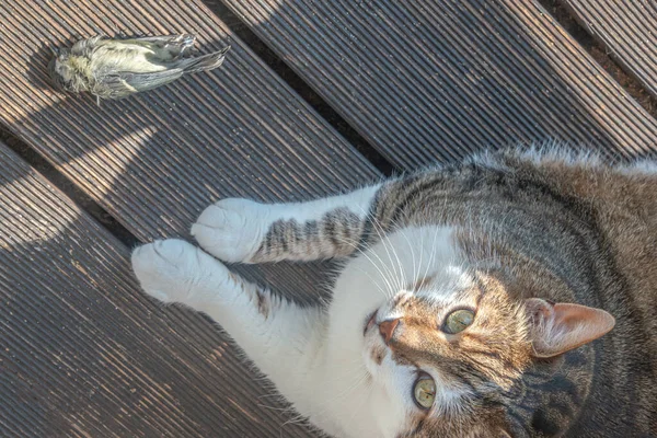 Huiselijke Grote Mannelijke Kat Heeft Gevangen Een Vogel Titmouse Bij — Stockfoto