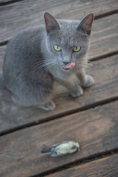 Domestic Russian Blue Female Cat Has Caught Bird Titmouse House — Stock Photo, Image