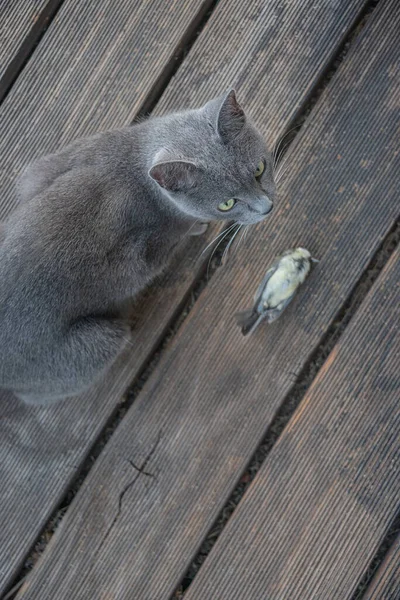 Domestico Ruso Azul Hembra Gato Cogido Pájaro Titmouse Casa Balcón — Foto de Stock