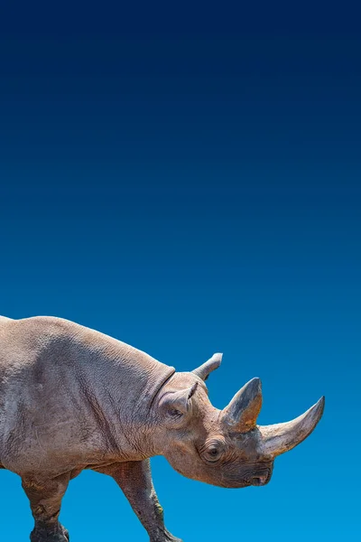 封面页 上面有非洲大犀牛的肖像 它的角很大 背景为蓝色 背景为非洲蓝天 带有文字 特写和细节的复制空间 — 图库照片