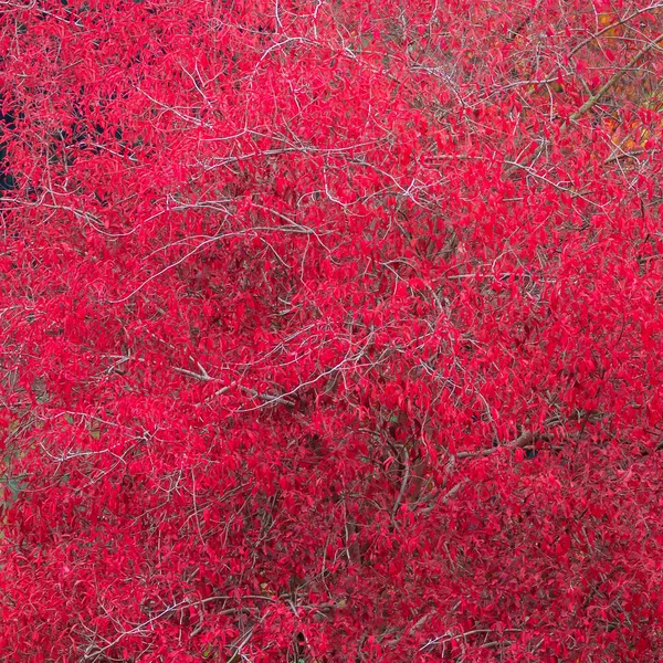 Rode Bladverliezende Kroonboom Bij Gouden Herfst Als Achtergrond Patroon Details — Stockfoto