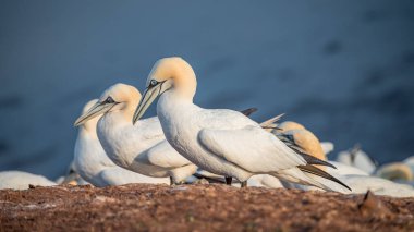 Kuzey Atlantik sümsük kuşlarının vahşi yuvaları Helgoland, Almanya, yaz, günbatımı