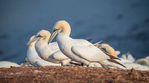 Comportamiento Los Alcatraces Nidos Salvajes Del Atlántico Norte Isla Helgoland —  Fotos de Stock