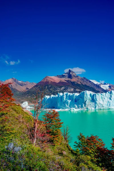 Famous Perito Moreno glacier and mountain turquoise lagoon with austral forests at golden Autumn in Patagonia, South America, Argentina at sunny day and blue sky