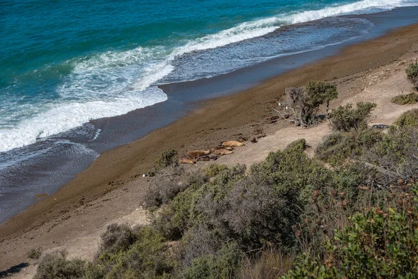 Seashore landscape with a lot of wildlife at peninsula Valdes, Patagonia, Argentina, summer