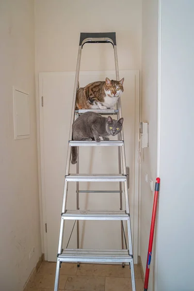 Two Domestic Playful Cats Sitting Top High Ladder Apartment Corridor — Stock Photo, Image