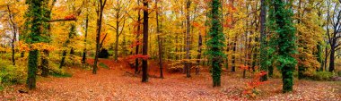 Sıcak günbatımında, güneşli bir günde, altın sonbahar renklerinde yaprak döken ormanın panoramik görüntüsü