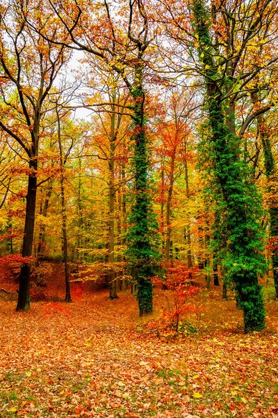 Kleurrijk Loofbos Bij Gouden Herfstkleuren Tijdens Warme Zonsondergang Zonnige Dag — Stockfoto