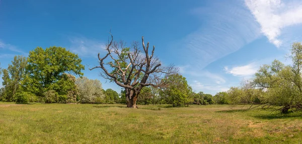 Panorama Bossen Met Een Oude Dode Droge Boom Buurt Van — Stockfoto