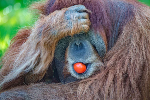 一个年长的亚洲猩猩的画像 一个强壮的大男人吃着红色西红柿 特写镜头 — 图库照片