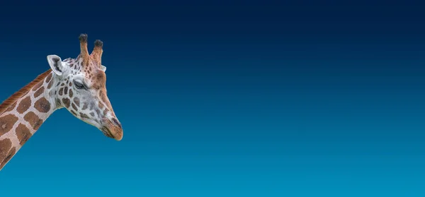 Банер Портретом Молодого Високого Африканського Жирафа Довгою Шиєю Синьому Градієнті — стокове фото