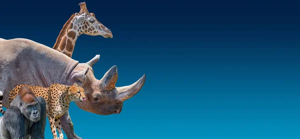 絶滅危惧動物 キリン チーターとゴリラのための最も絶滅危惧アフリカの肖像とバナーテキストのためのコピースペースと青グラデーションの背景 — ストック写真