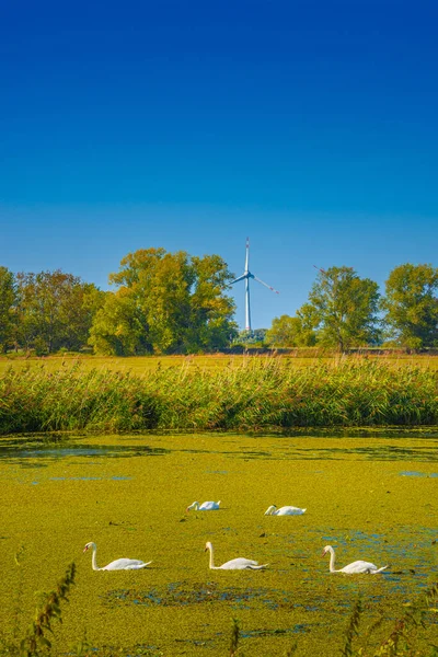 Green Duckweed Lake Elba River Group White Swans Wind Turbines Jogdíjmentes Stock Fotók