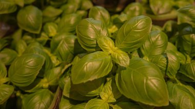 Arka planda taze organik fesleğen yaprakları olan pankart süpermarkette satılıyor, yakın plan, detaylar