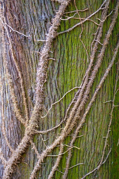 Batang Pohon Hutan Purba Berwarna Hijau Ditutupi Dengan Lumut Dan — Stok Foto