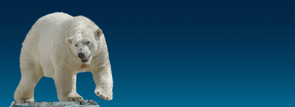 Banner with big polar bear standing at small iceberg chunk in gradient blue sky background with copy space, closeup, details