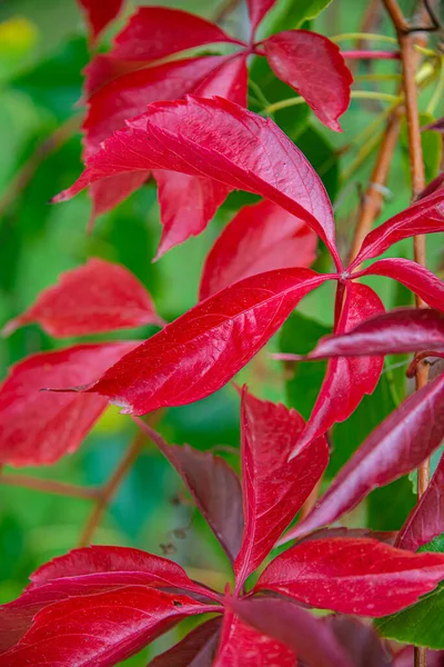 Schöne Rote Efeu Wie Epiphytenblätter Stadtpark Herbstfarben Als Hintergrund — Stockfoto