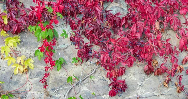 Panoramablick Mit Schönen Bunten Roten Und Rosafarbenen Weinblättern Wie Epiphytpflanzen — Stockfoto