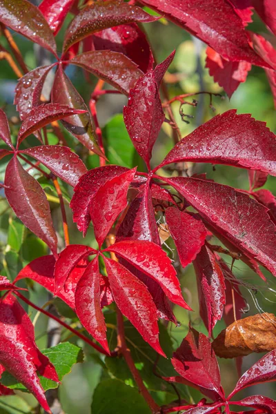 Schöne Rote Efeu Wie Epiphytenblätter Stadtpark Herbstfarben Als Hintergrund — Stockfoto