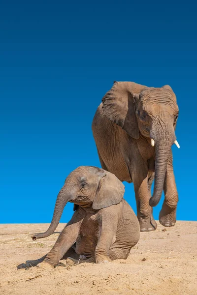 Ogromna Potężna Afrykańska Matka Słonia Kłami Biegnie Kierunku Swojego Dziecka — Zdjęcie stockowe