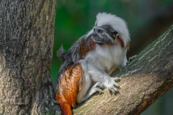 Retrato Divertido Colorido Mono Marmoset Geoffroy Brasil Selvas Amazónicas Adulto — Foto de Stock