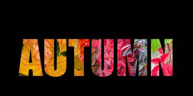 Siyah arkaplanda bu mevsimde farklı renklerde sonbahar ve gerçek bitkiler yazılı kalın harflerle pankart