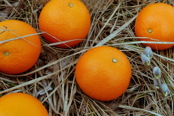 Mehrere Orangen Auf Dem Trockenen Gras — Stockfoto