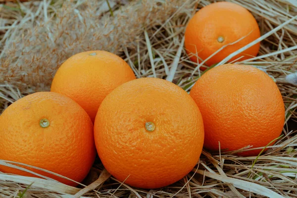 Mehrere Orangen Auf Dem Trockenen Gras — Stockfoto