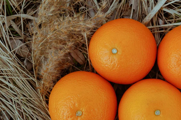 Mehrere Orangen Auf Dem Trockenen Gras — Stockfoto