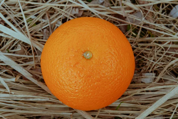 Orange Entière Sur Herbe Sèche — Photo