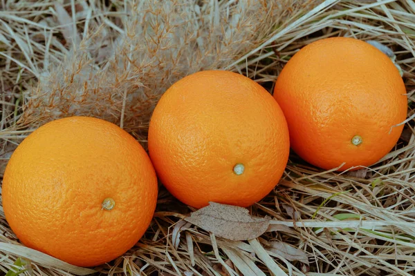 Mehrere Orangen Auf Dem Trockenen Gras — Stockfoto