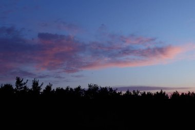 Turuncu ve pembe bulutlarla ormanın üzerinde erken gün doğumu.