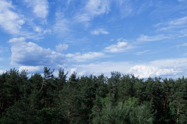 Orman ağaçlarının tepesinde dramatik fırtına kümülüs bulutları.