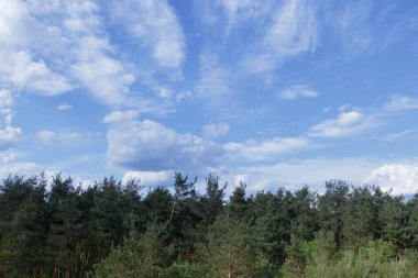 Orman ağaçlarının tepesinde dramatik fırtına kümülüs bulutları.