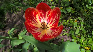 Baharda renkli kırmızı laleler, bahçede yakın plan. Üst Manzara. Seçici odak.