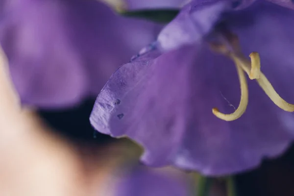 Güzel Mor Yabani Bir Çiçek Makro Çekim — Stok fotoğraf