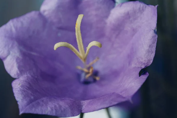 Vacker Lila Vild Blomma Närbild Makroskott — Stockfoto