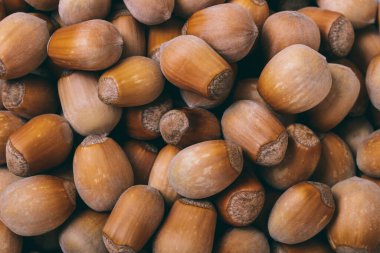 Fındık yığını. Fındık. Corylus Avellana. Makro fotoğraf, üst görünümü kapat..