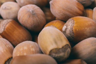 Fındık yığını. Fındık. Tam kaçıklar. Corylus Avellana. Makro fotoğraf, kapat..