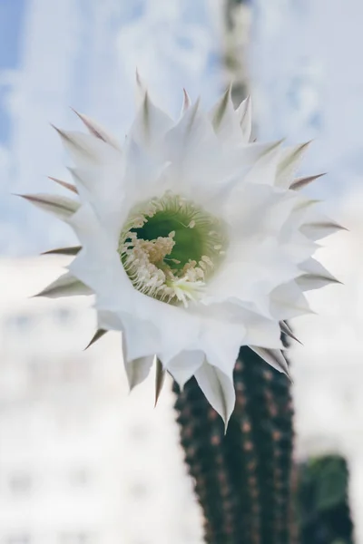 Macro Closeup Uma Bela Sedosa Concurso Branco Echinopsis Lobivia Cacto — Fotografia de Stock