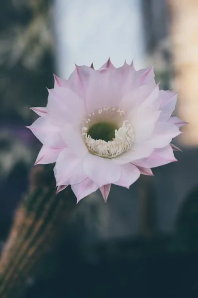 Makro Zbliżenie Piękny Jedwabiście Różowy Przetargu Echinopsis Lobivia Kaktusa Kwiat — Zdjęcie stockowe