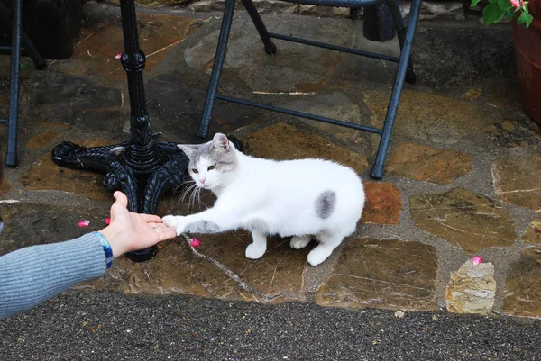 Kedi el verir bir kadına - San Sano, Gaiole in Chianti, Siena, Toskana, İtalya, 14 Eylül 2009.