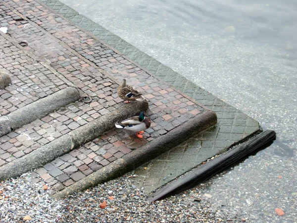 コモ湖付近のアヒル ロンバルディア イタリア 3月01 2008 — ストック写真