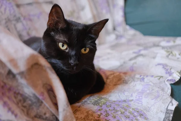 Retrato Jovem Gato Preto — Fotografia de Stock